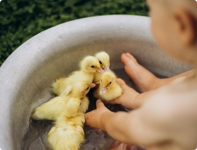 baby with ducks